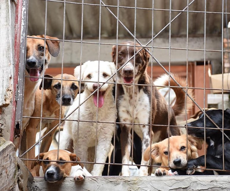 Adoção de animais na pandemia