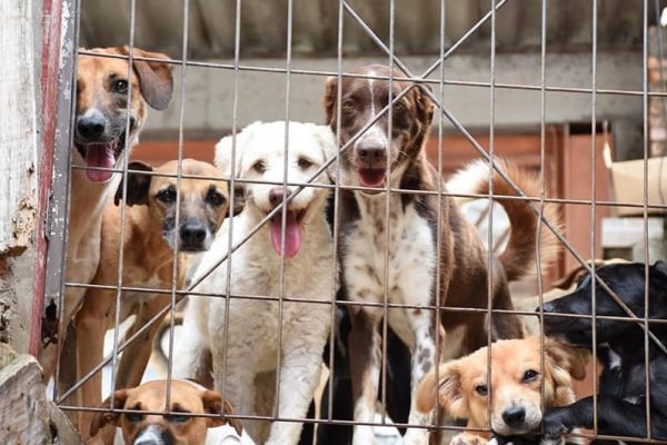 Adoção de animais na pandemia